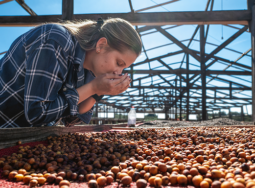 Brazil Coffee Harvest 2025 A Roaster S Guide To Price Timing And